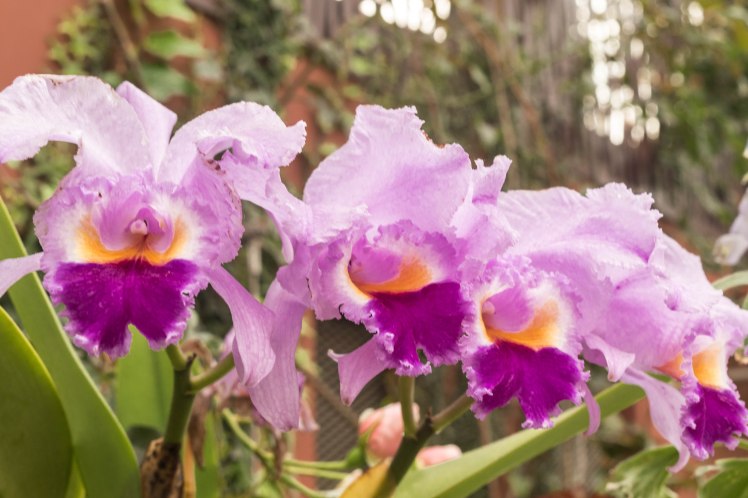 Gardens by the Bay - - 36