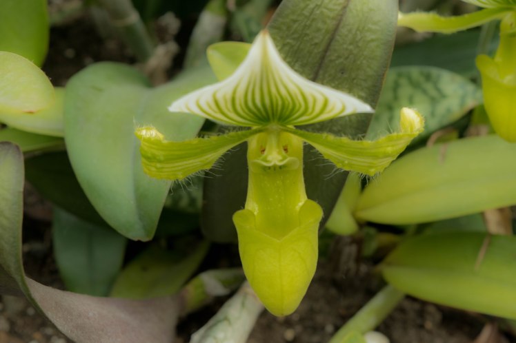 Gardens by the Bay - - 43