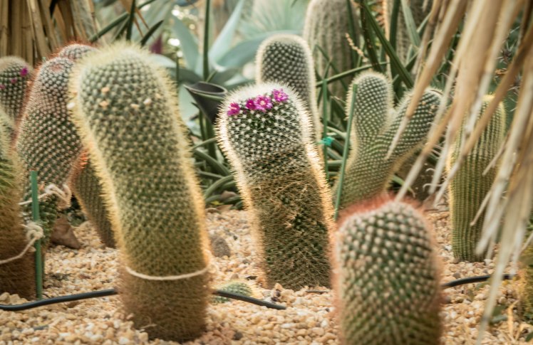 Gardens by the Bay - - 48