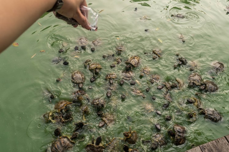 Chinese Garden  - 11