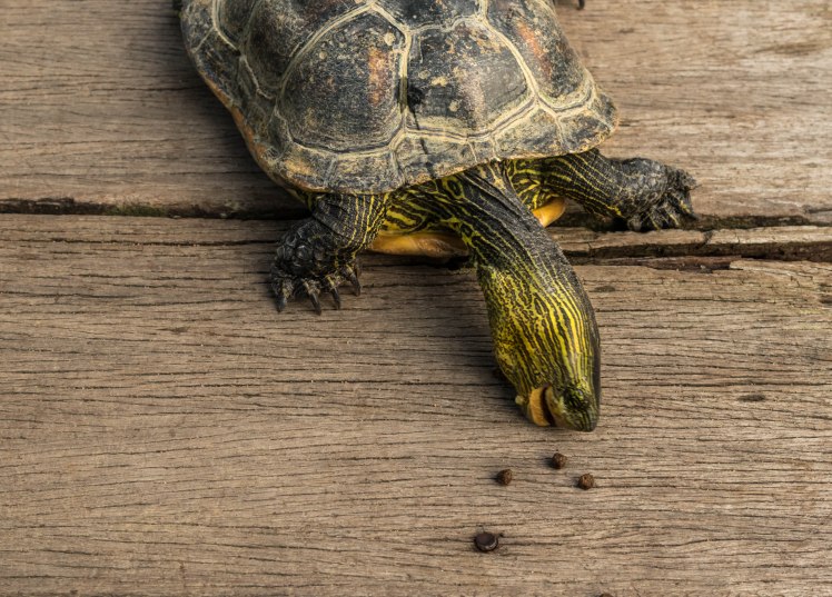 Chinese Garden  - 12