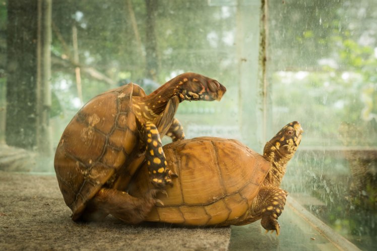 Chinese Garden  - 14